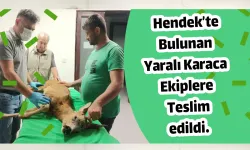 Hendek’te Bulunan Yaralı Karaca Ekiplere Teslim Edildi