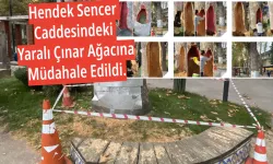 Hendek Sencer Caddesindeki Yaralı Çınar Ağacına Müdahale Edildi.