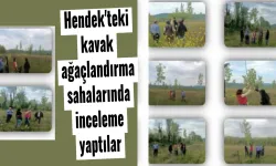 Hendek'teki kavak ağaçlandırma sahalarında inceleme yaptılar