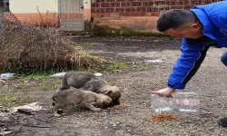 Çalışma Esnasında Sokak Hayvanlarına sıcak el uzatıyorlar