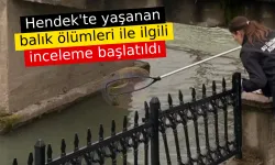 Hendek'te yaşanan balık ölümleri ile ilgili inceleme başlatıldı