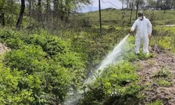 Hendek de Sinek ve Haşerelere Karşı Önlem alınıyor