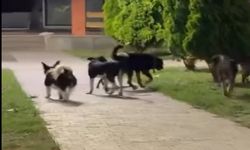 Hendek Atatürk Parkı’nda Sokak Köpeği Tedirginliği