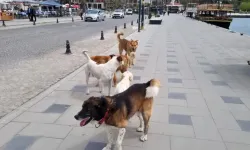 Sakarya’da Sokak Köpekleri İçin Denetim Başlıyor