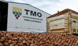 TMO, Hendek’te Fındık Alımına Başlıyor