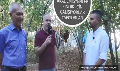 Fındık verimi ve kalitesini artırmak için çalışıyorlar...