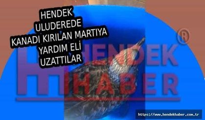 Yaralı Martıya Hendek İtfaiyesi kurtardı…