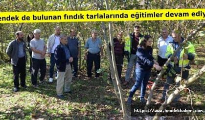 Hendek de bulunan fındık tarlalarında eğitimler devam ediyor.