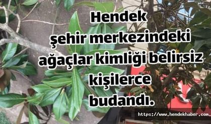 Hendek şehir merkezindeki ağaçlar kimliği belirsiz kişilerce budandı.