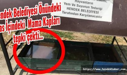 Hendek Belediyesi Önündeki Pas İçindeki Mama Kapları Tepki çekti...