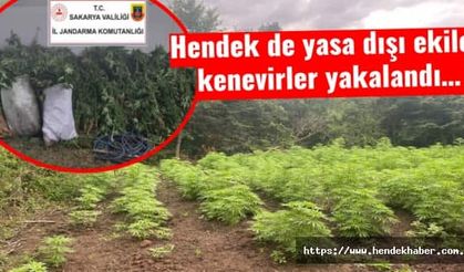 Hendek de yasa dışı ekilen kenevirler yakalandı…