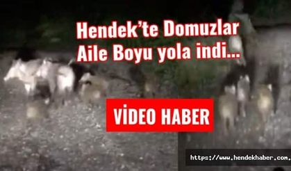 Hendek’te Domuzlar Aile Boyu yola indi…