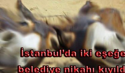 Eşeklere belediye nikahı kıydı