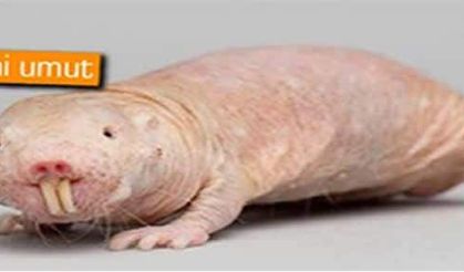 Çıplak fare kansere umut oldu
