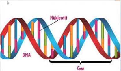 DNA'dan yaşayan yapay hücre