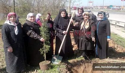 Hendek Ak Parti İlçe Kadın Kolları Fidan Dikimi Etkinliği