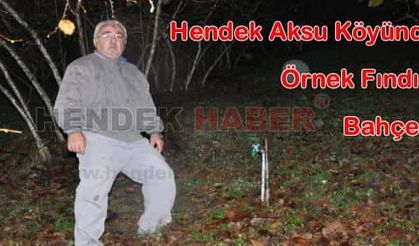 Hendek Aksu Köyünde Örnek Fındık Bahçesi