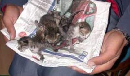 Yapışık Kedi Yavruları