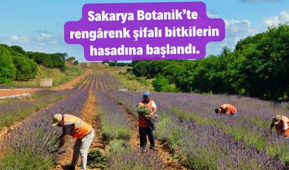 Sakarya Botanik’te rengârenk şifalı bitkilerin hasadına başlandı.