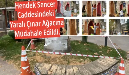 Hendek Sencer Caddesindeki Yaralı Çınar Ağacına Müdahale Edildi.