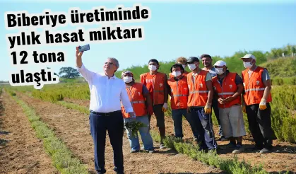 Biberiye üretiminde yıllık hasat miktarı 12 tona ulaştı.