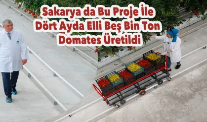 Sakarya’da Bu Proje İle Dört Ayda Elli Beş Bin Ton Domates Üretildi