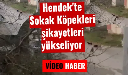 Hendek'te  Sokak Köpekleri şikayetleri yükseliyor