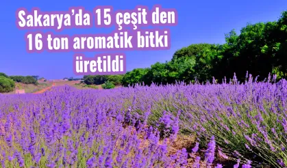 Sakarya’da 15 çeşit den 16 ton aromatik bitki üretildi