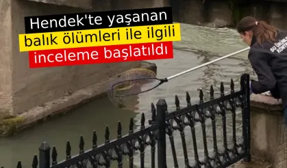 Hendek'te yaşanan balık ölümleri ile ilgili inceleme başlatıldı