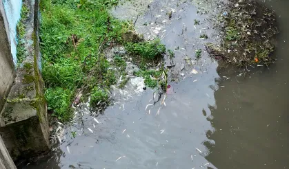 Uludere Çayı'nda Korkutan Balık Ölümleri