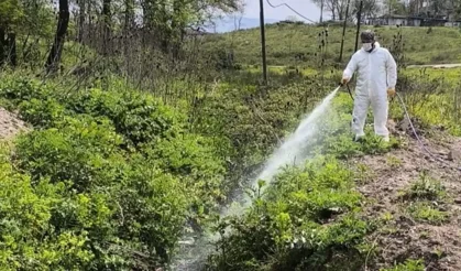 Hendek de Sinek ve Haşerelere Karşı Önlem alınıyor
