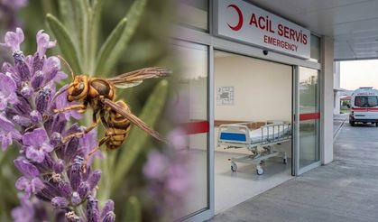 Hendek’te Eşek Arısı Vakaları Arttı 24 Saatte 20 Başvuru