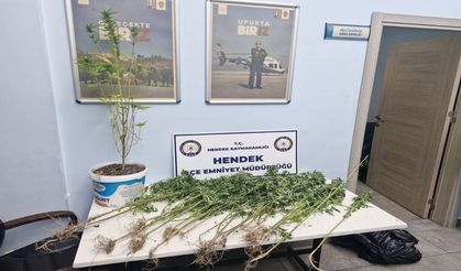 Bayraktepe Mahallesi’nde 20 Kök Hint Keneviri Ele Geçirildi