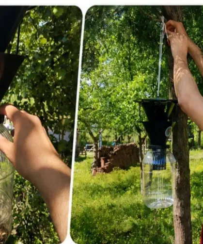 Hendek'te 144 bin kahverengi kokarca imha edildi