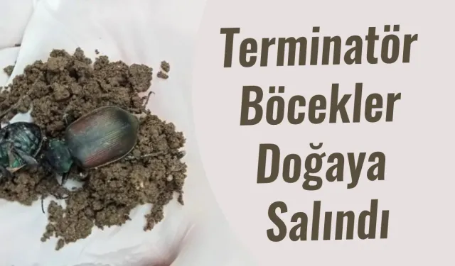 Terminatör Böcekler Doğaya Salındı