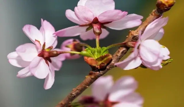 Bugün Hendek'te Vefat Edenler  04 - 05 - 2023