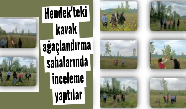 Hendek'teki kavak ağaçlandırma sahalarında inceleme yaptılar