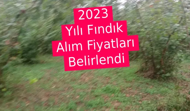 2023 Yılı Fındık Alım Fiyatları Belirlendi