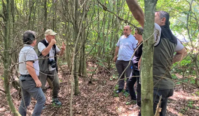 Araştırma Enstitüsü, Hendek'teki Kayın Gençleştirme Sahalarını İnceledi