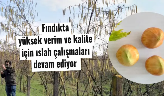 Fındıkta yüksek verim ve kalite için ıslah çalışmaları devam ediyor.