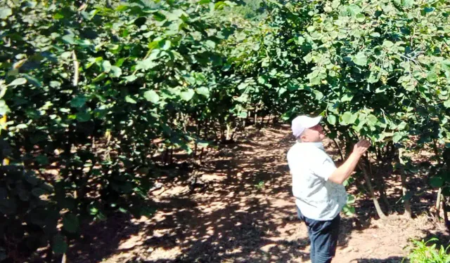 Hendek'te Tarımsal Yayım ve Danışmanlık Çalışmalarına Devam Ediyor