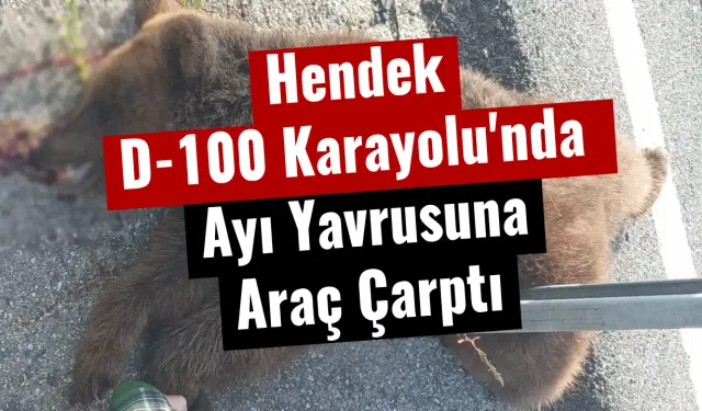 Hendek D-100 Karayolu'nda Ayı Yavrusuna Araç Çarptı