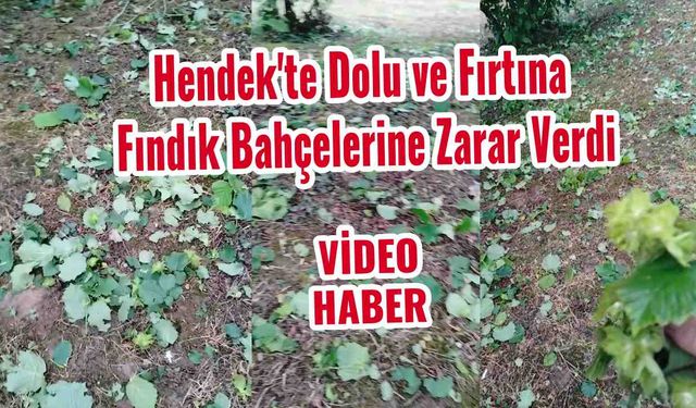 Hendek'te Dolu ve Fırtına Fındık Bahçelerine Zarar Verdi