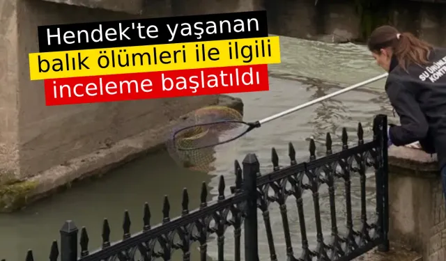 Hendek'te yaşanan balık ölümleri ile ilgili inceleme başlatıldı