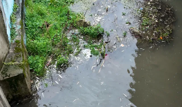 Uludere Çayı'nda Korkutan Balık Ölümleri