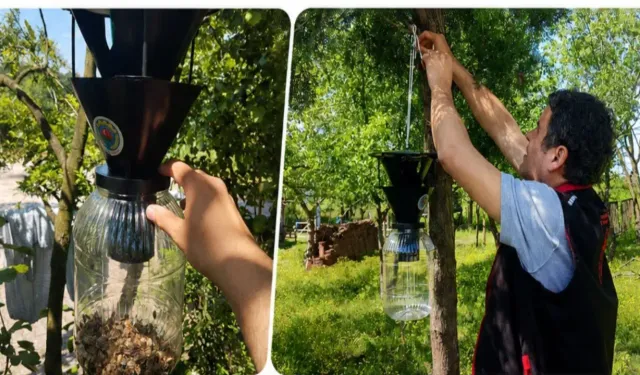Hendek'te 144 bin kahverengi kokarca imha edildi