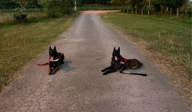 Afetlerin Görünmez Kahramanları Arama Kurtarma Köpekleri