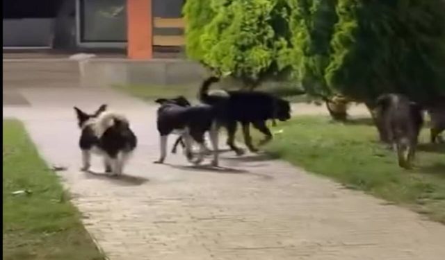Hendek Atatürk Parkı’nda Sokak Köpeği Tedirginliği