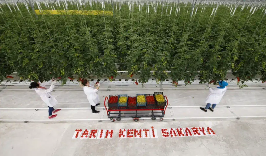 Sakarya 500 Ton Domates Üretti