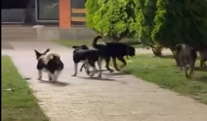 Hendek Atatürk Parkı’nda Sokak Köpeği Tedirginliği